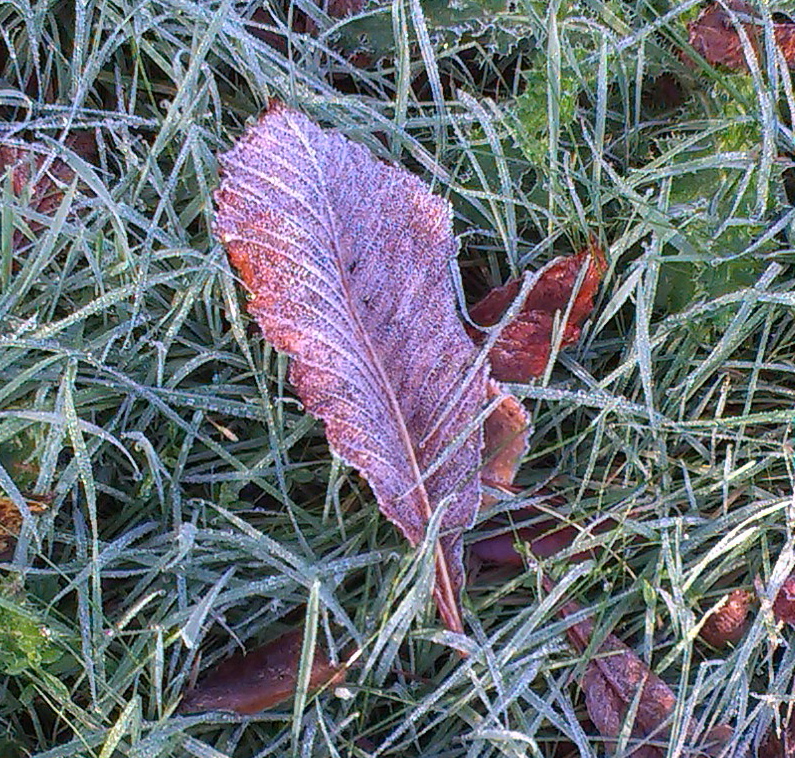 First frost…